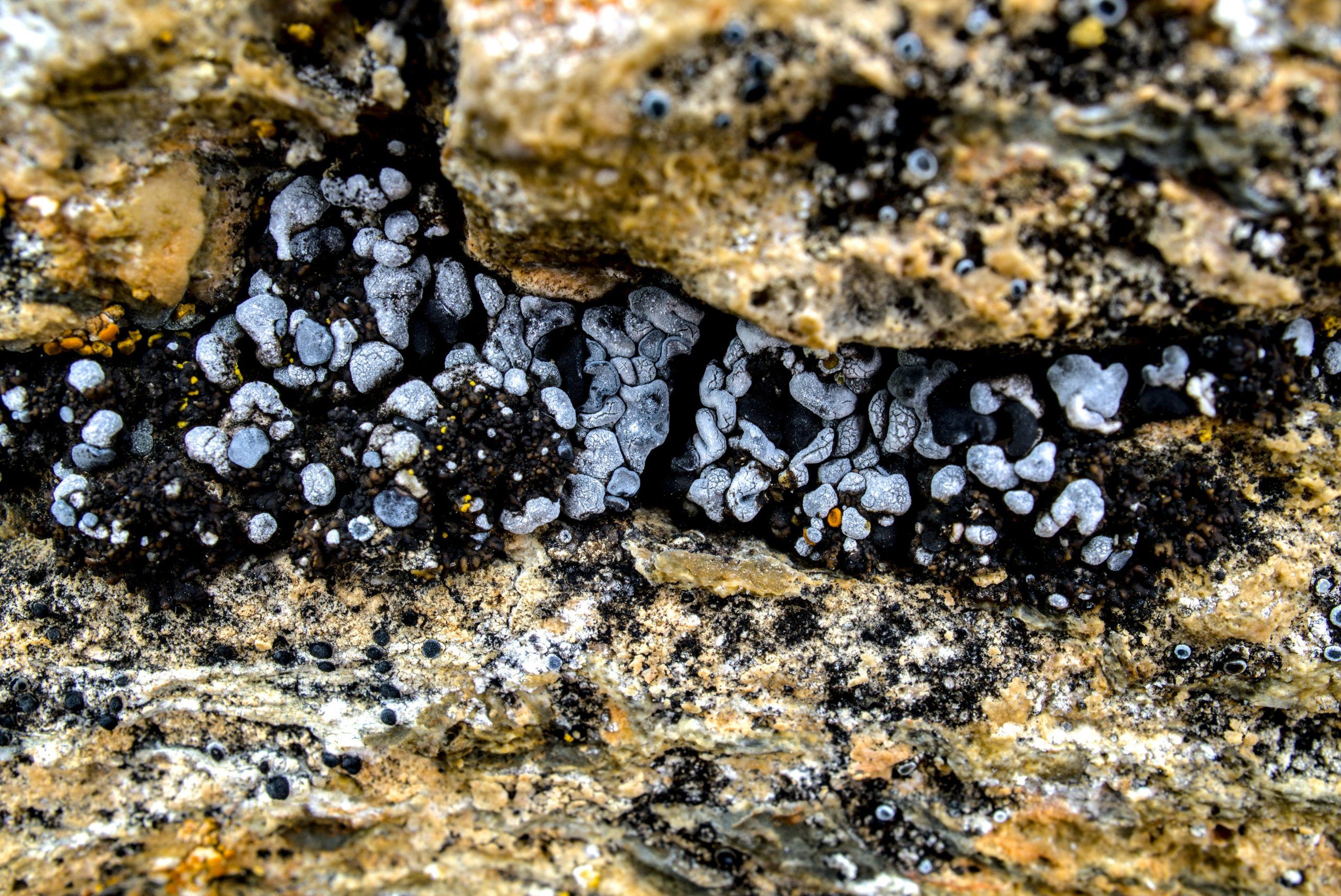 Arranged ritual tools on a dark table